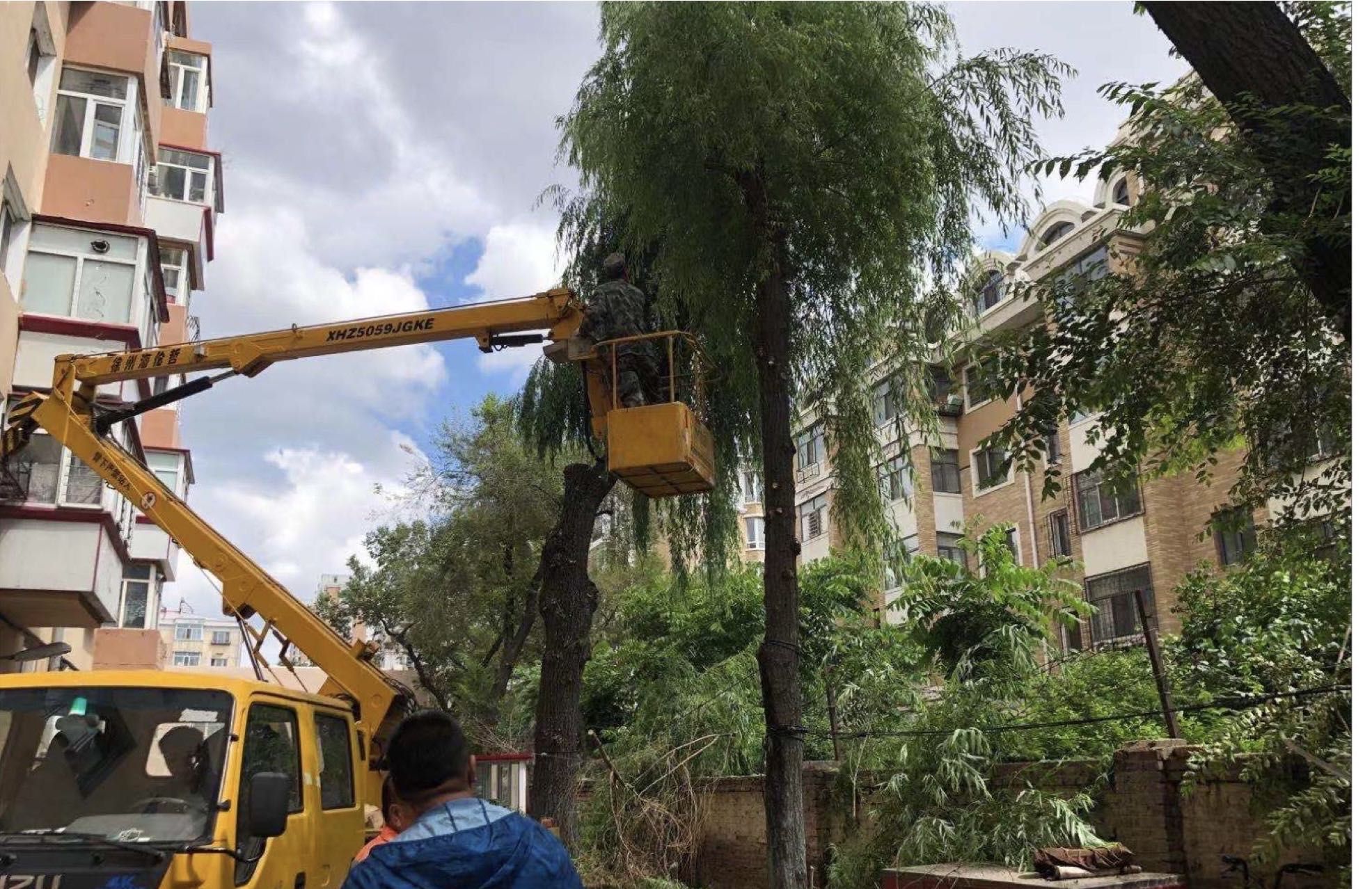 小區(qū)將對(duì)部分過(guò)高的樹(shù)木修剪